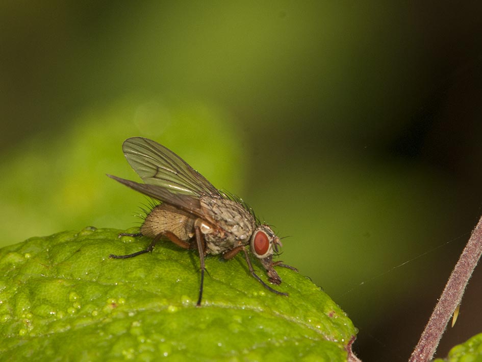 Muscidae Helina cfr. impuncta